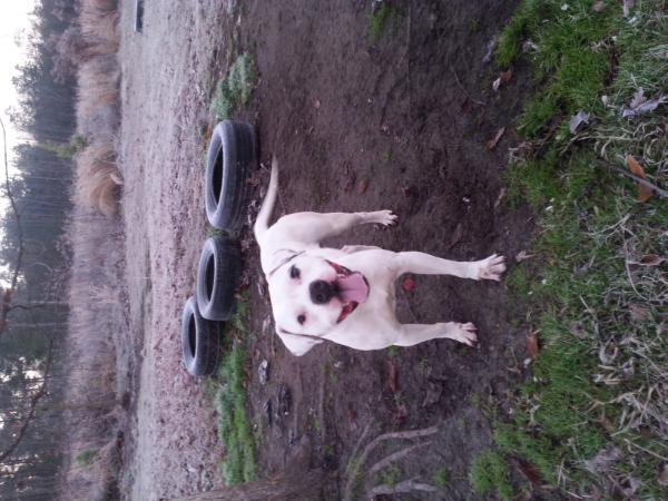 Showtime's Clean Up Woman of JBacks | American Bulldog 