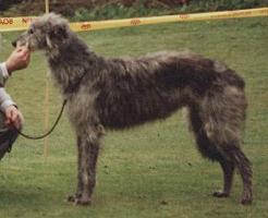 Hyndsight Bisque | Scottish Deerhound 