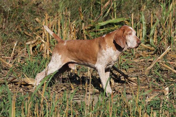 Baiardo | Bracco Italiano 