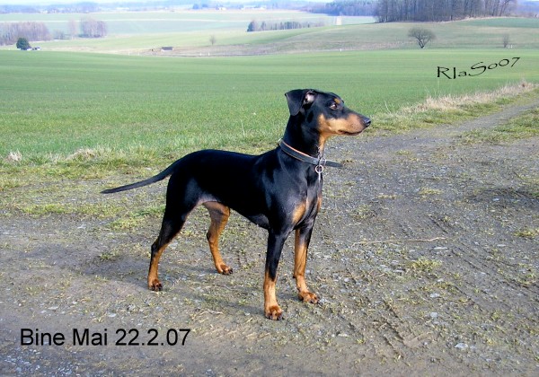 Ria's Sommerwind's BINE-MAI | German Pinscher 