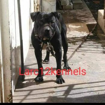 Larch12 Patán | American Pit Bull Terrier 