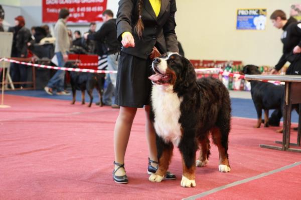 Radis Kalnu šuo | Bernese Mountain Dog 