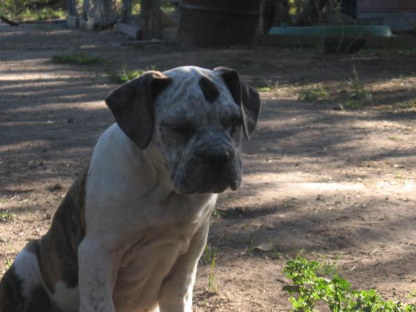 Ramblin Bulldogges Hell in a Bucket (Shiva) | Olde English Bulldogge 