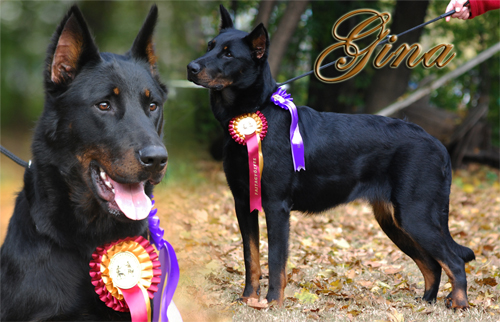 Guess dit Gina de l'Ame du Loup | Beauceron 