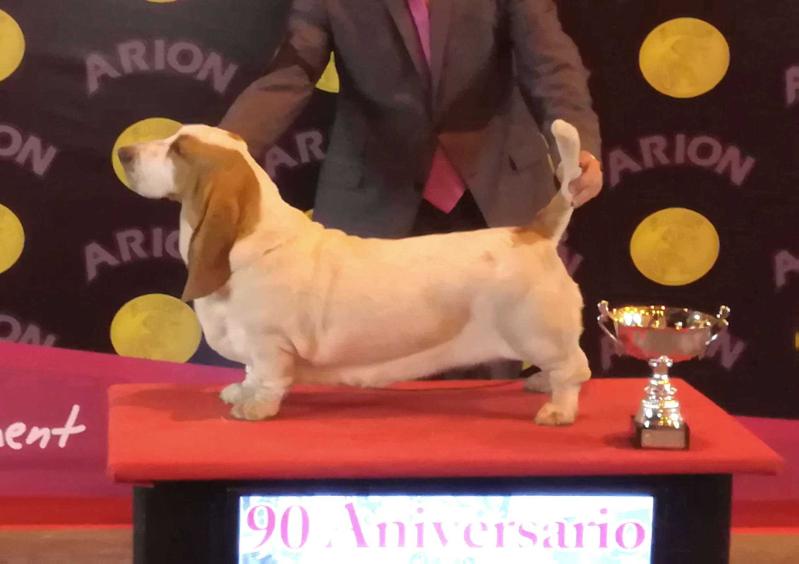 Hilda de Vallislonga | Basset Hound 