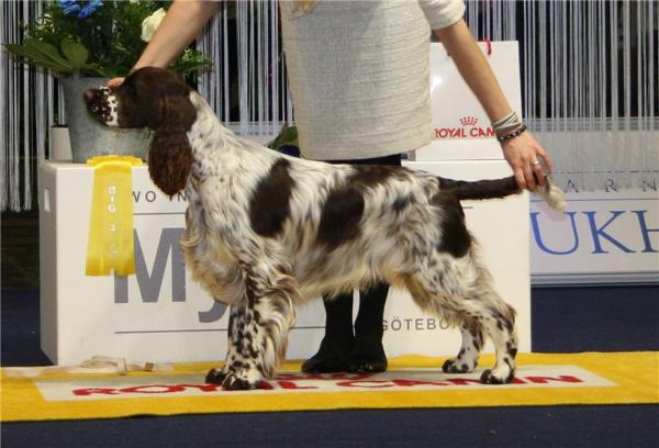 Sieger's look who's talking | English Springer Spaniel 