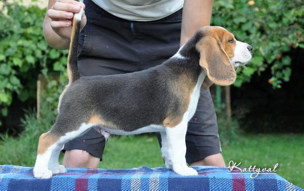 Chervonets Zolotoy Kattyval | Beagle 