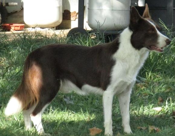 Fender 288886 | Border Collie 