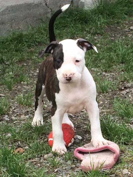 nikita des ombres eden | American Staffordshire Terrier 