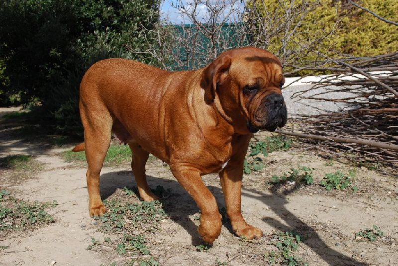 Hermione t de la croix d'occitanie | Dogue de Bordeaux 