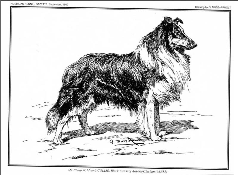 Black Watch of Ard-Na-Clachan | Rough Collie 