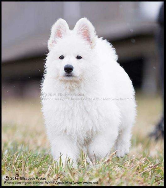 Fabiano av White Arctic Mist | White Swiss Shepherd Dog 