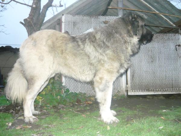 Xanti De Brailita | Caucasian Mountain Dog 