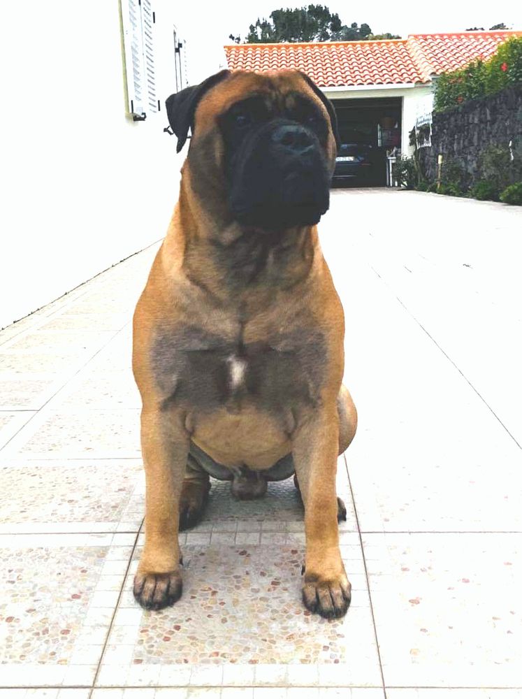 KASPER DA CASA ALTO CRISTELO | Bullmastiff 