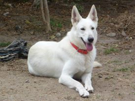 Dora Andes De Mendoza | White Swiss Shepherd Dog 