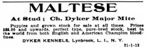 Dyker Major Mite | Maltese 