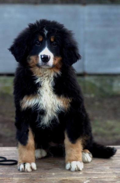 DYLINA STARZHY | Bernese Mountain Dog 