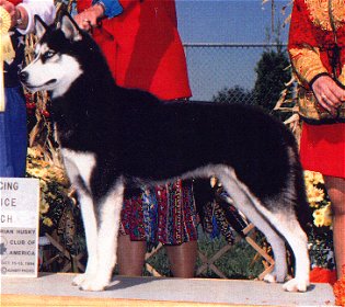 Nuggetuk's Sudden Impact | Siberian Husky 