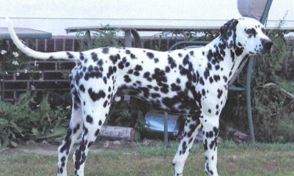 Lacrima Christi Canadian Kruize At TR | Dalmatian 