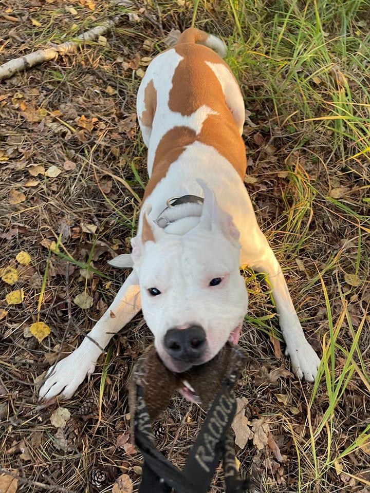 ME LAZY BEAR Semper Invicta | American Staffordshire Terrier 