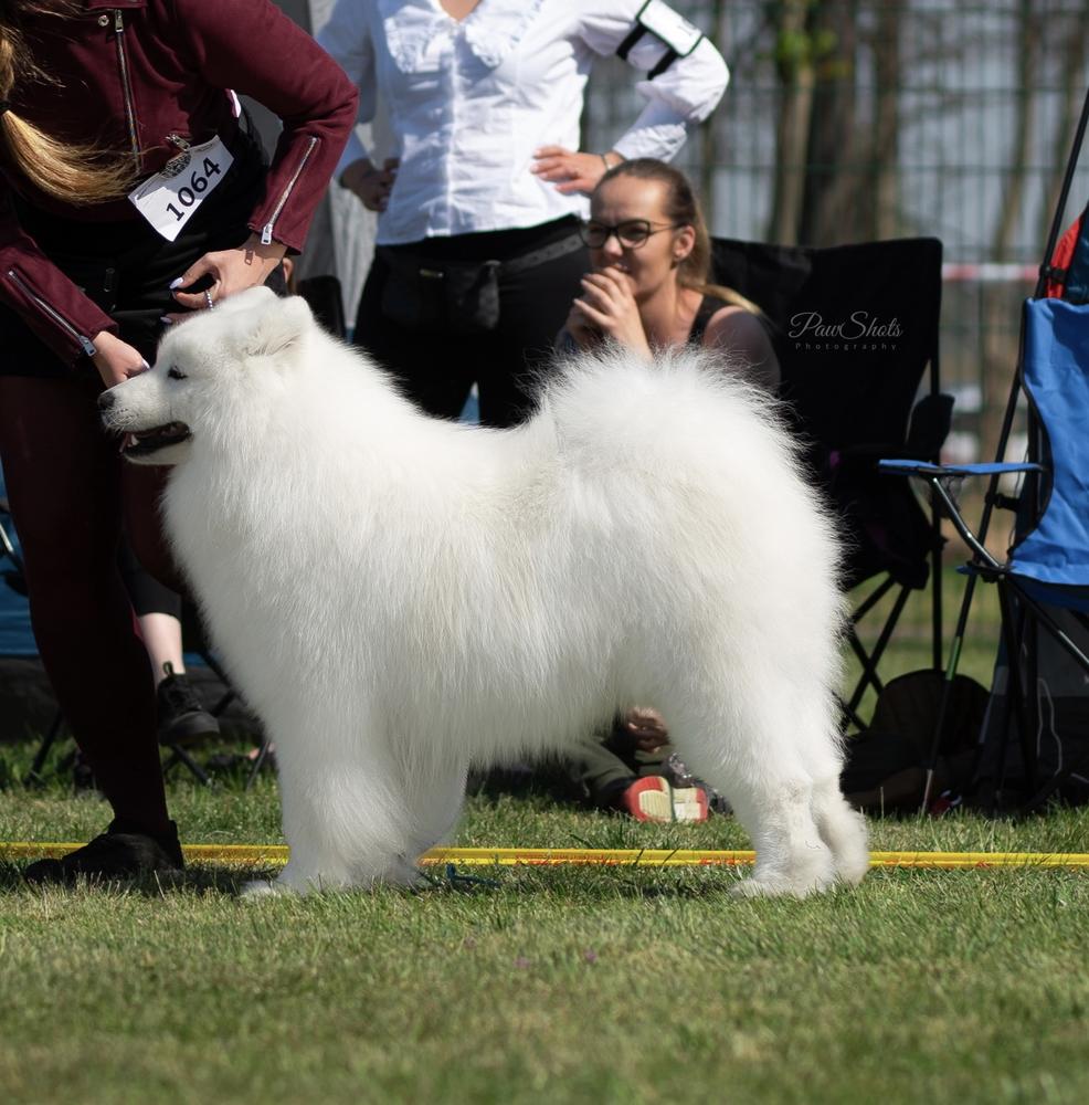 LAST LEGEND OF LUCIFER Sateenkaari Lumi | Samoyed 