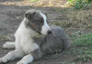 CRL Super Nova ABC 388758 | Border Collie 