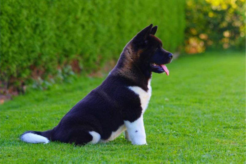 Katei Sayajin Manhunter OHarrah | Akita 