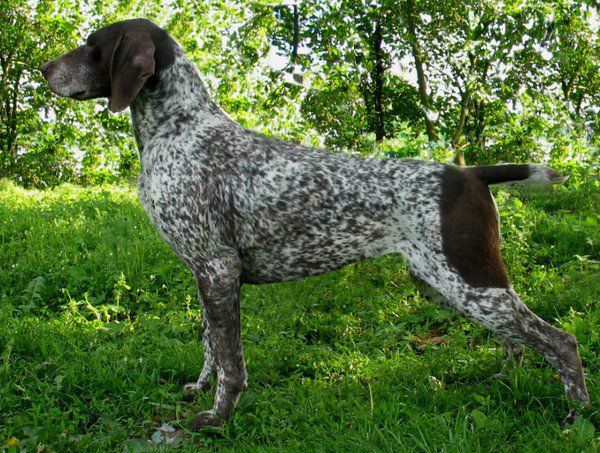 Jaga Z Czarnego Dworu | German Shorthaired Pointer 