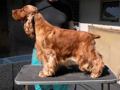 Summerland Batman | English Cocker Spaniel 