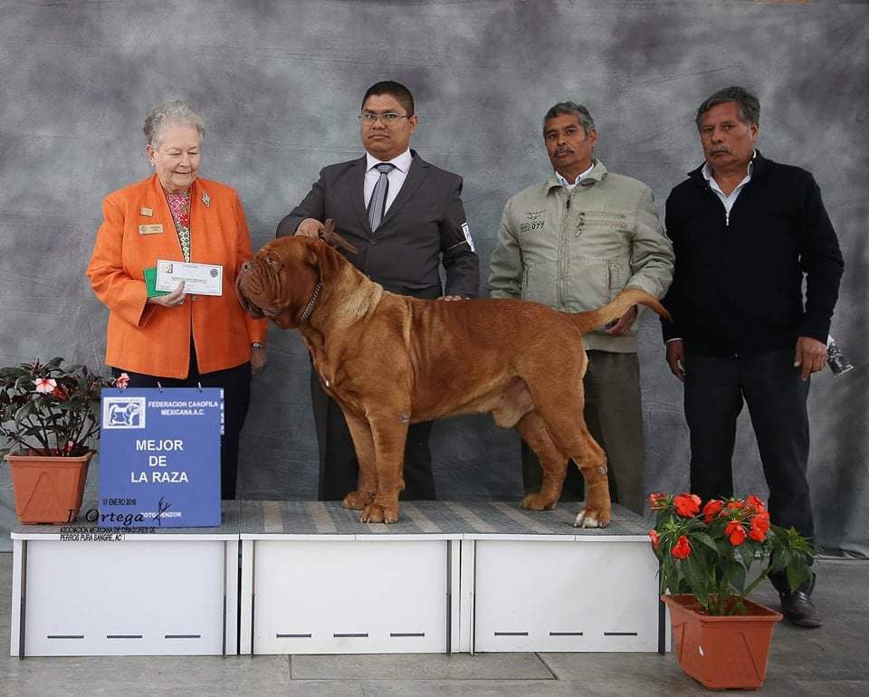 Kobu Hernandez | Dogue de Bordeaux 