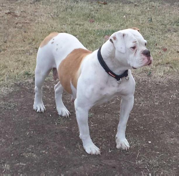 RPK's Zena the Warrior Princess | American Bulldog 