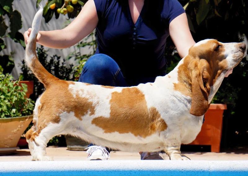 Bella del corral de la teja | Basset Hound 