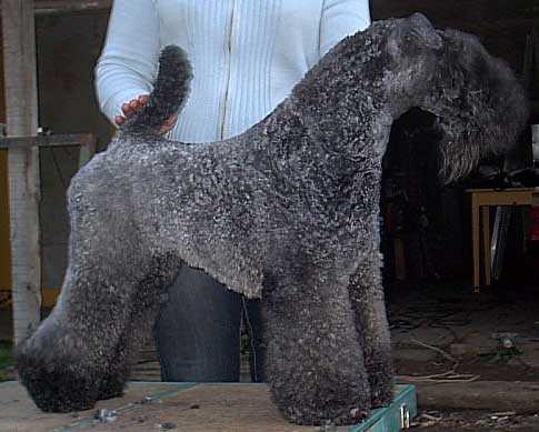 Lasty Delfina Volzhskiy Arkos | Kerry Blue Terrier 