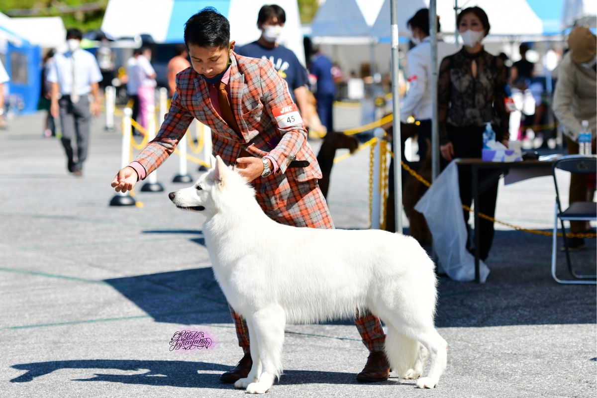 XAVIER OF ANNIES JP | White Swiss Shepherd Dog 