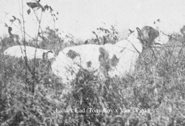 Lanark Lad (Tony Boy x Vler's Pink) | English Setter 