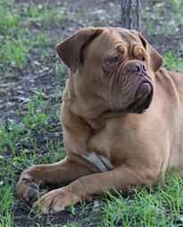 cabernet de los mirmidones | Dogue de Bordeaux 