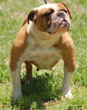 Blue River's Big Sal | Olde English Bulldogge 