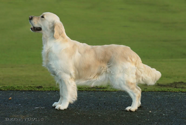 Linirgor Luvmelots | Golden Retriever 