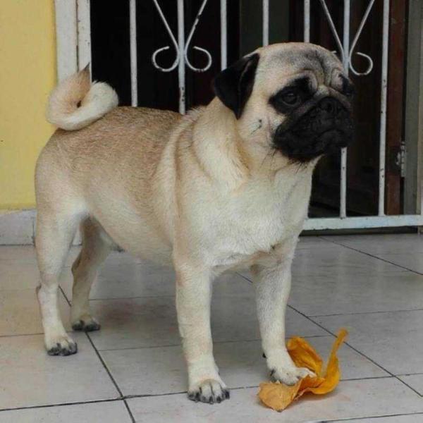 VERGAROS MVF GRU | Pug 