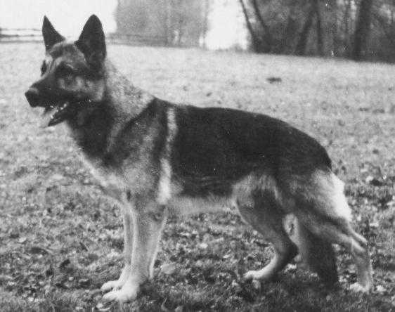 Racker vom Itztal | German Shepherd Dog 