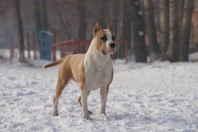 SPIRIT FORZE Chakierra Moon | American Staffordshire Terrier 