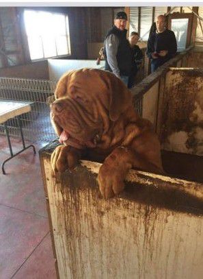 Charmeurouge Grizzly (AI) | Dogue de Bordeaux 