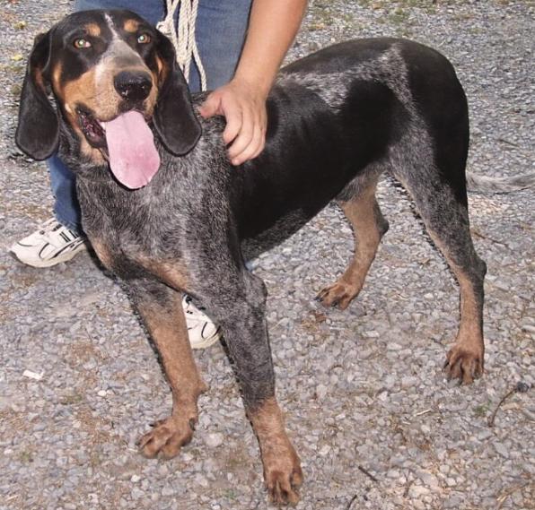 Schraders Blue Jed | Bluetick Coonhound 