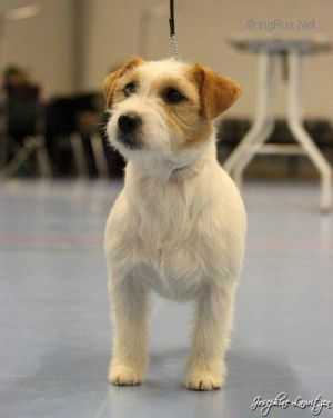 MOLLEHUSET'S LOVELY DAISY | Jack Russell Terrier 