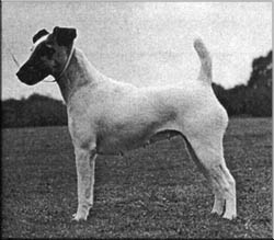 Boreham Ballerina | Smooth Fox Terrier 