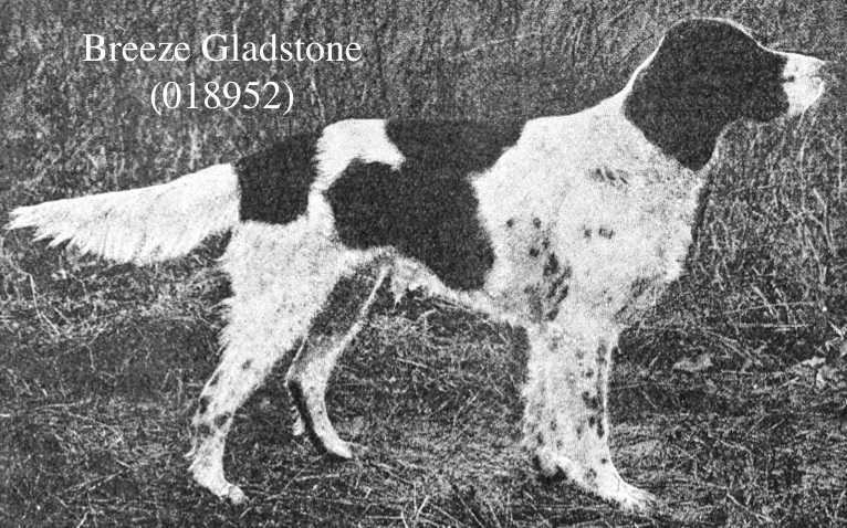 Breeze Gladstone (018952) | English Setter 