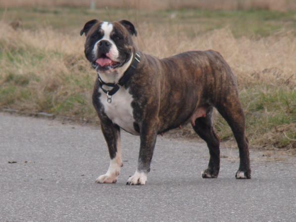 Groovybulls Grace | Olde English Bulldogge 