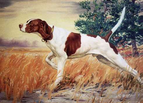 Alford's John (1901) | Pointer 