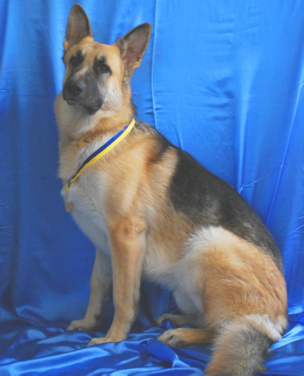 Latitude's Sirius Dozer | German Shepherd Dog 