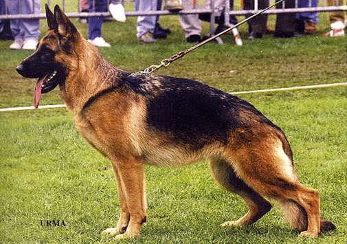 Vima vom Farbenspiel | German Shepherd Dog 